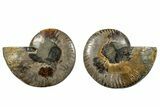 Cut & Polished, Agatized Ammonite Fossil - Madagascar #270279-1